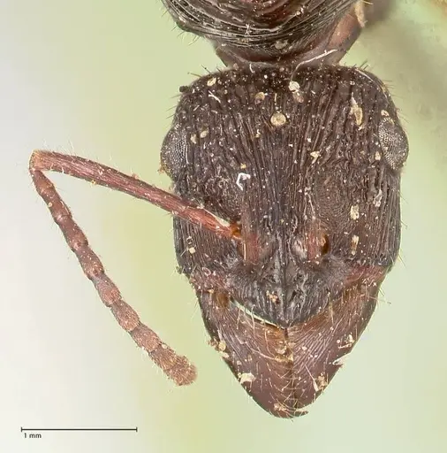 Ectatomma ruidum - FOCOL0878