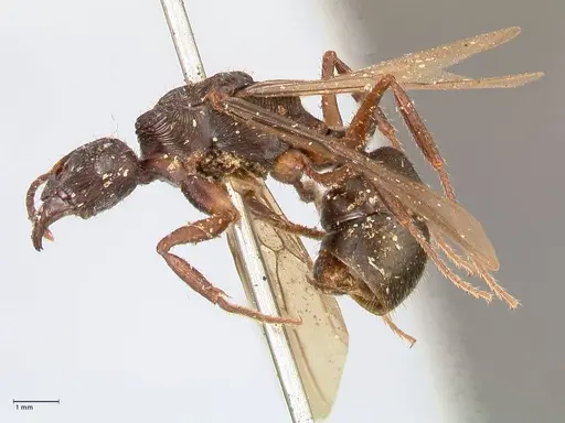 Ectatomma ruidum - FOCOL0878