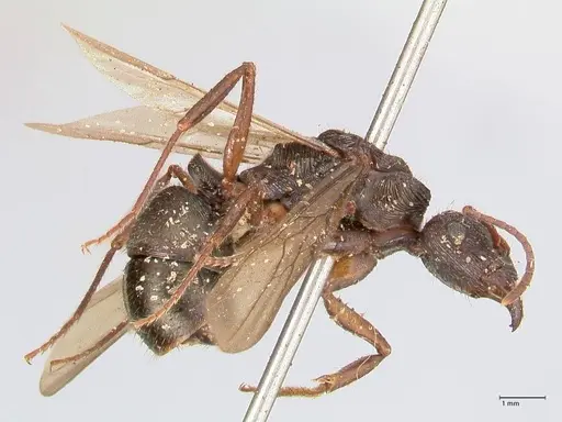 Ectatomma ruidum - FOCOL0878