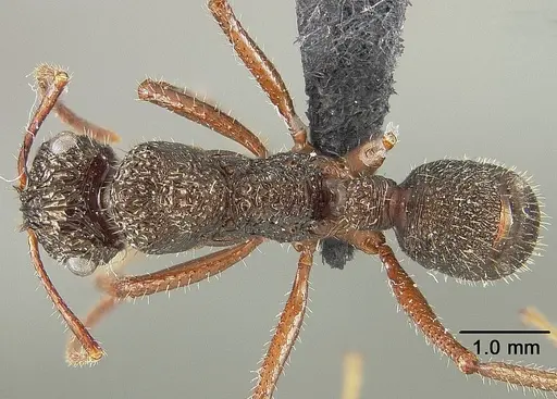 Ectatomma ruidum - USNMENT01124232