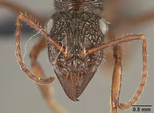 Ectatomma ruidum - USNMENT01124232