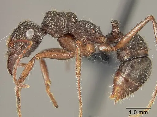 Ectatomma ruidum - USNMENT01124232