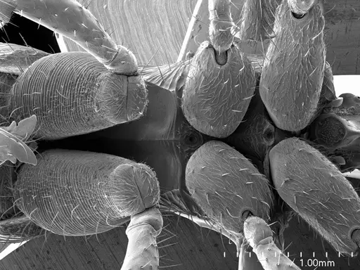 Ectatomma tuberculatum specimen