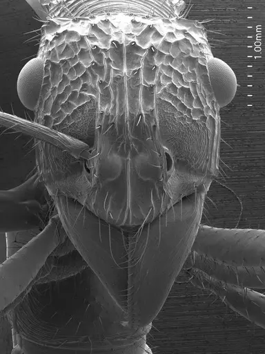 Ectatomma tuberculatum specimen