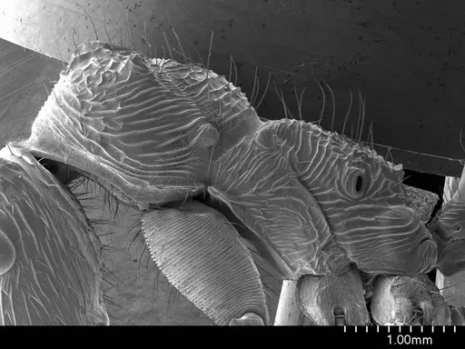 Ectatomma tuberculatum specimen