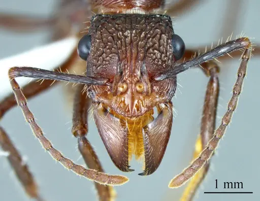 Ectatomma tuberculatum - ANTWEB1041428