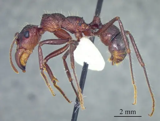 Ectatomma tuberculatum - ANTWEB1041428