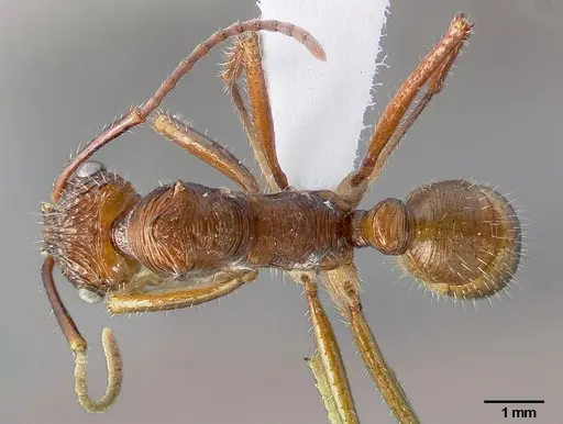 Ectatomma tuberculatum - CASENT0006085