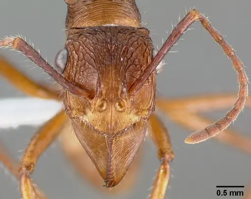 Ectatomma tuberculatum - CASENT0006085