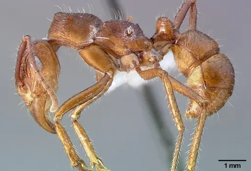 Ectatomma tuberculatum - CASENT0006085