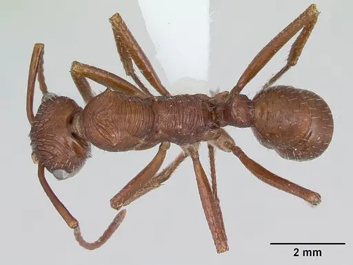 Ectatomma tuberculatum - CASENT0173380