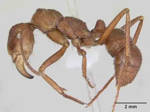 Ectatomma tuberculatum - CASENT0173380