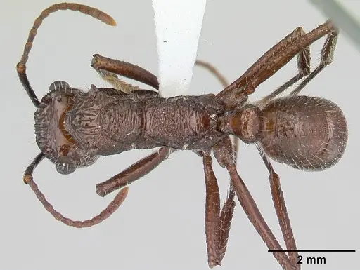 Ectatomma tuberculatum - CASENT0178661