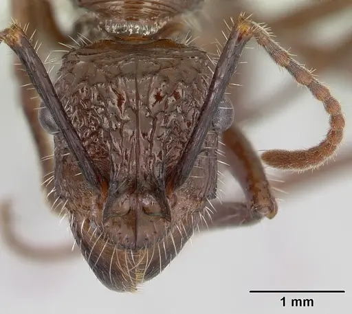 Ectatomma tuberculatum - CASENT0178661