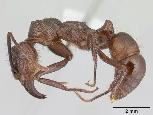 Ectatomma tuberculatum - CASENT0178661