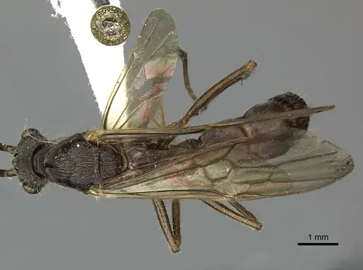 Ectatomma tuberculatum - CASENT0249601