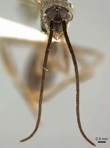 Ectatomma tuberculatum - CASENT0249601