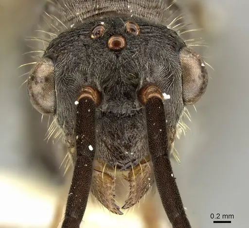 Ectatomma tuberculatum - CASENT0249601