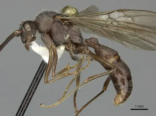 Ectatomma tuberculatum - CASENT0249601