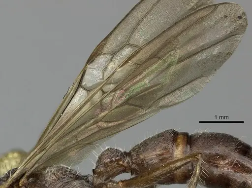 Ectatomma tuberculatum - CASENT0249601