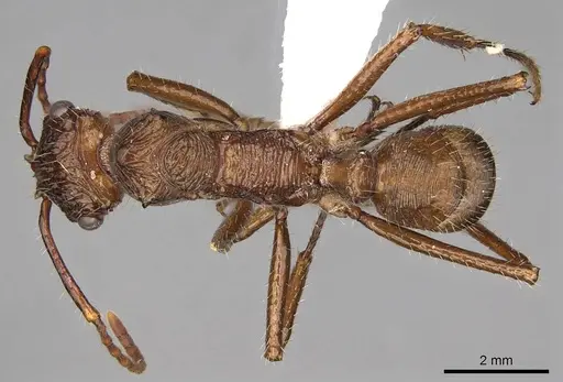 Ectatomma tuberculatum - CASENT0281510