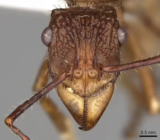 Ectatomma tuberculatum - CASENT0281510