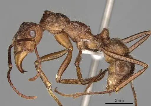 Ectatomma tuberculatum - CASENT0281510