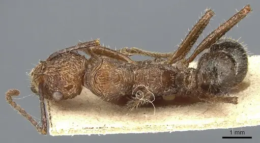 Ectatomma tuberculatum - CASENT0903840