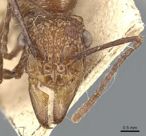 Ectatomma tuberculatum - CASENT0903840