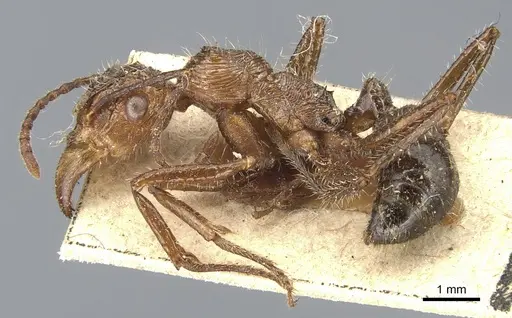 Ectatomma tuberculatum - CASENT0903840