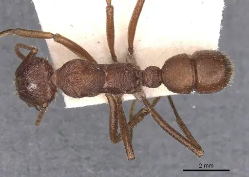 Ectatomma tuberculatum - CASENT0907185