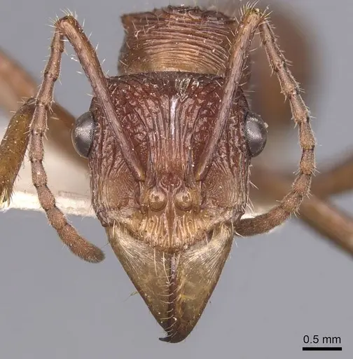 Ectatomma tuberculatum - CASENT0907185