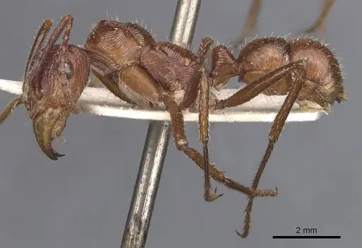 Ectatomma tuberculatum - CASENT0907185