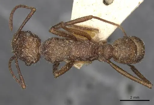 Ectatomma tuberculatum - CASENT0915108