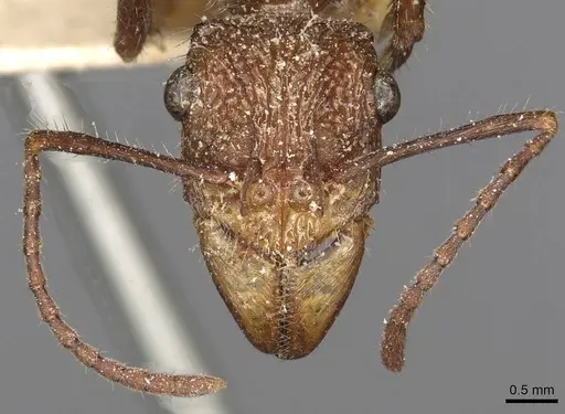 Ectatomma tuberculatum - CASENT0915108