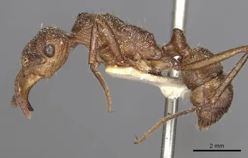 Ectatomma tuberculatum - CASENT0915108