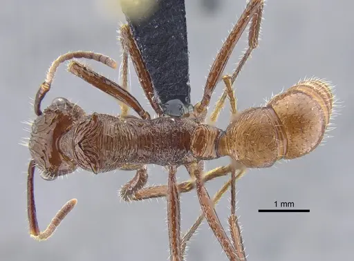 Ectatomma tuberculatum - CBUMAGENT41743