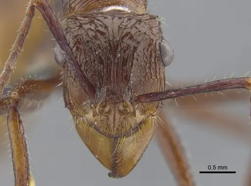 Ectatomma tuberculatum - CBUMAGENT41743