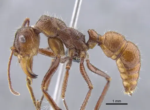 Ectatomma tuberculatum - CBUMAGENT41743