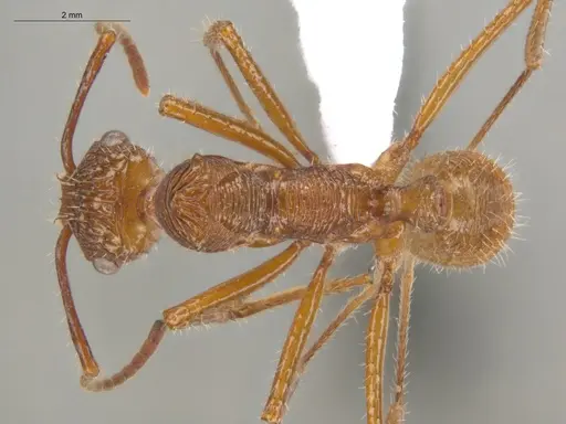 Ectatomma tuberculatum - ECOFOG-TR13-0006-04