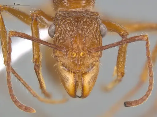 Ectatomma tuberculatum - ECOFOG-TR13-0006-04