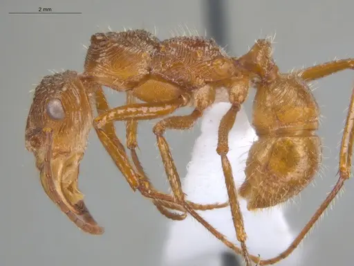 Ectatomma tuberculatum - ECOFOG-TR13-0006-04