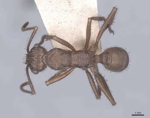 Ectatomma tuberculatum - FMNHINS0000045645