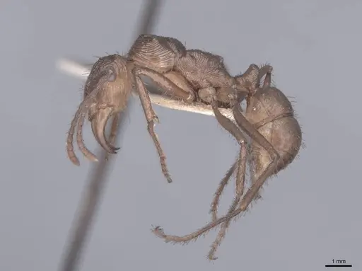 Ectatomma tuberculatum - FMNHINS0000045645