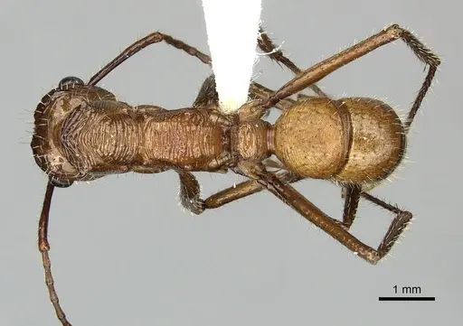 Ectatomma tuberculatum - JTLC000006505