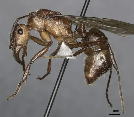 Ectatomma tuberculatum - JTLC000014186