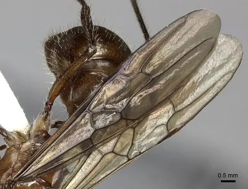 Ectatomma tuberculatum - JTLC000014186