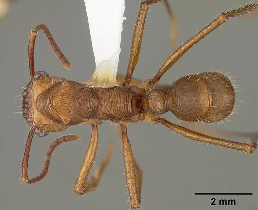 Ectatomma tuberculatum - USNMENT00412867