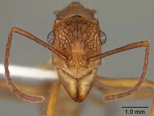 Ectatomma tuberculatum - USNMENT00412867