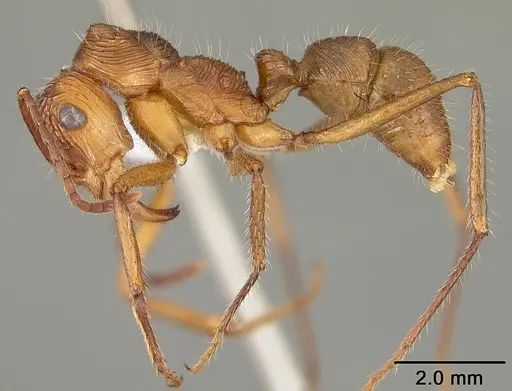 Ectatomma tuberculatum - USNMENT00412867